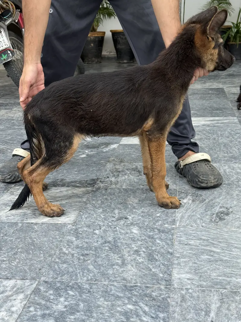 German shepherd/Stock Coat/ Quality Pup/ Male/ Non pedigreed — photo 7