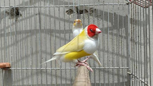 Exihibition Gouldian’s Pairs Available