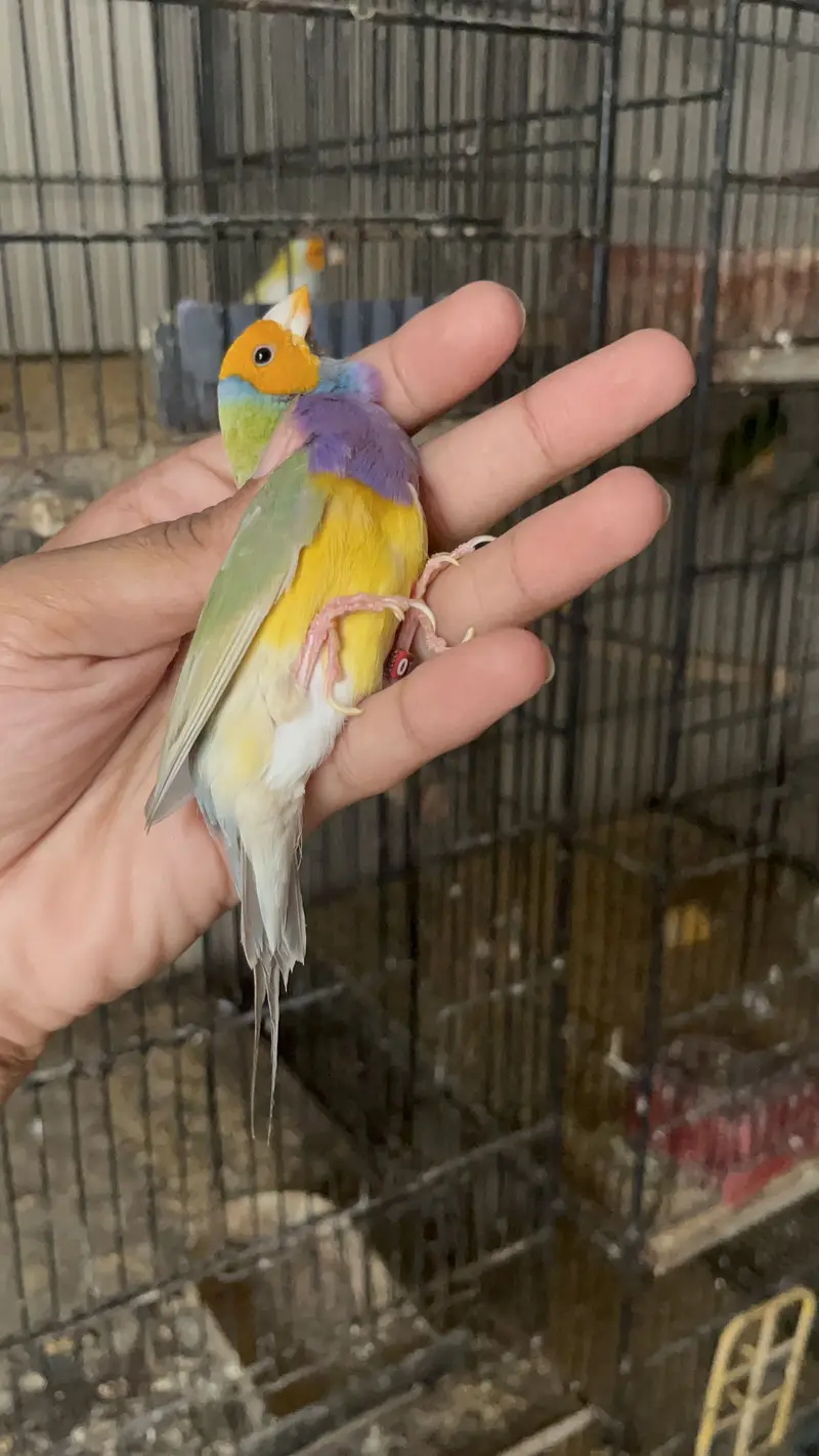 Exihibition Gouldian’s Pairs Available — photo 2