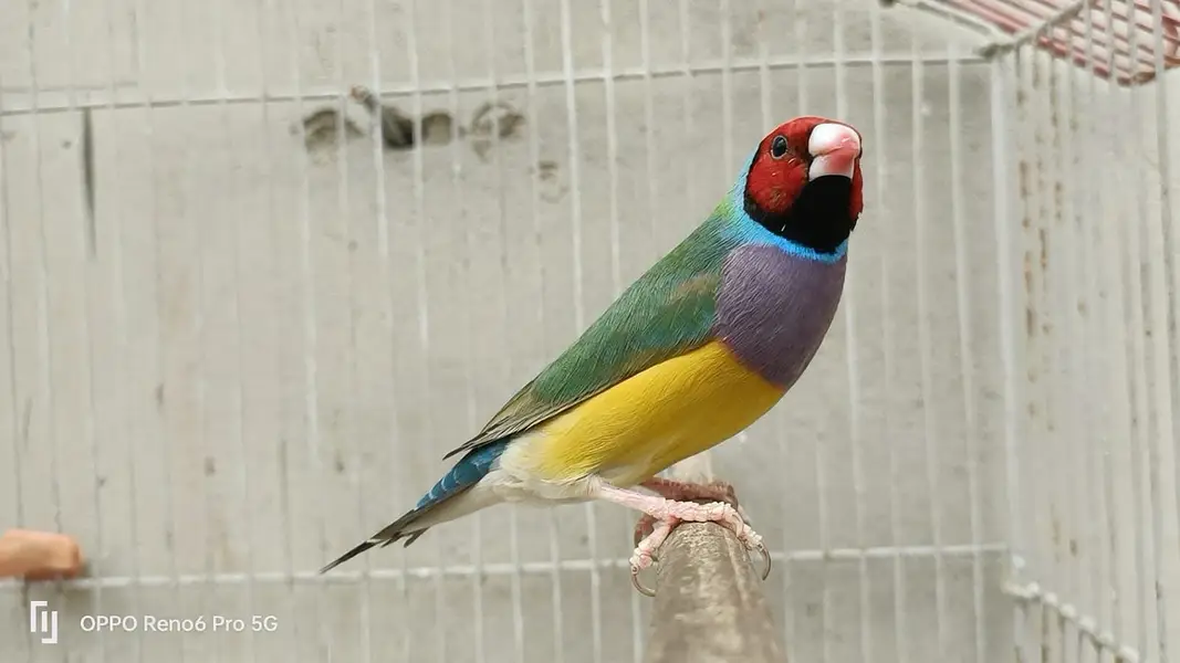 Exihibition Gouldian’s Pairs Available — photo 3