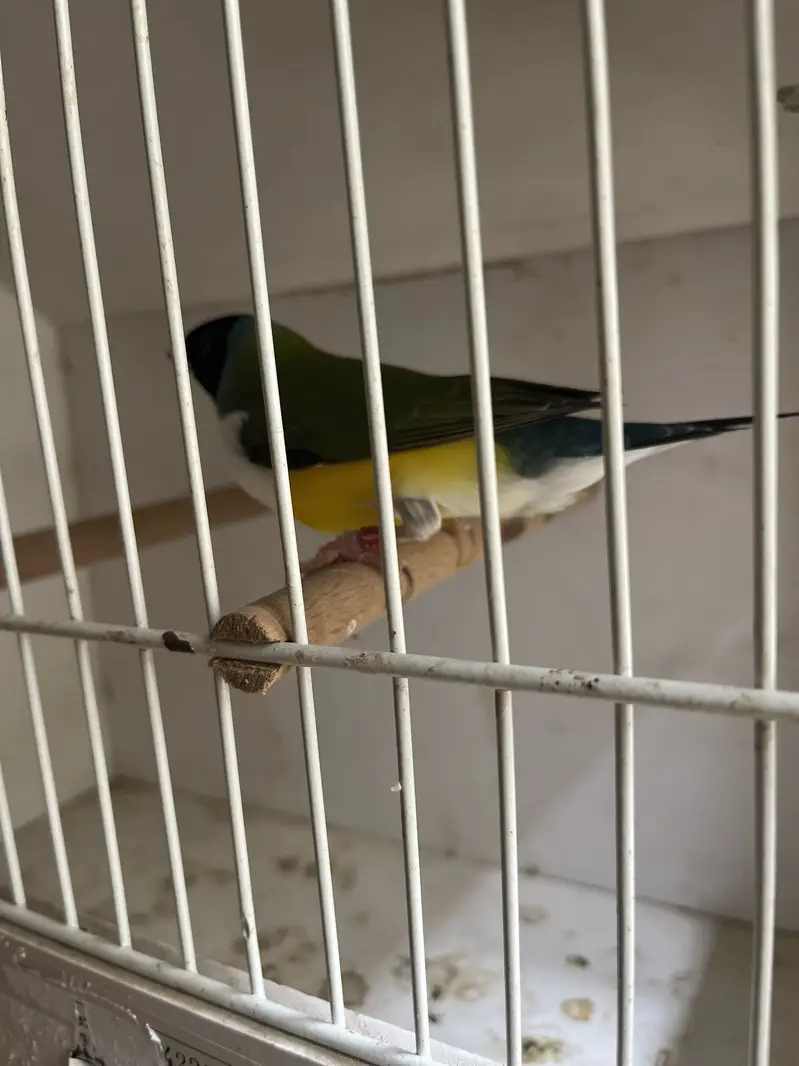 Exihibition Gouldian’s Pairs Available — photo 4