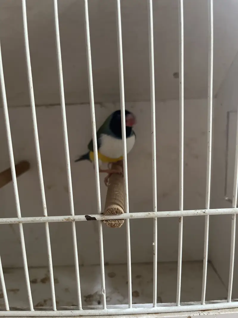 Exihibition Gouldian’s Pairs Available — photo 5