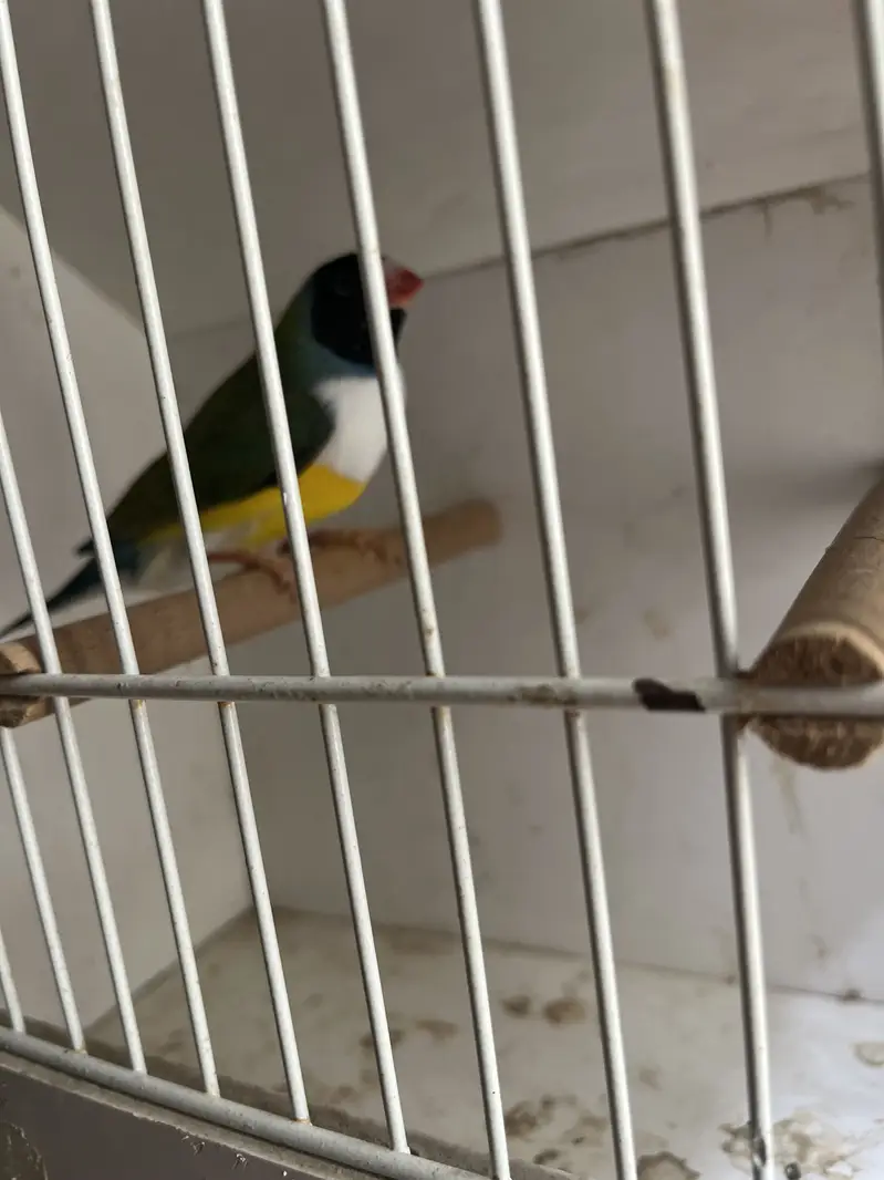 Exihibition Gouldian’s Pairs Available — photo 6