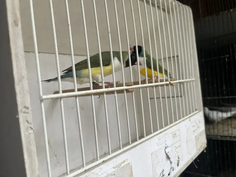 Exihibition Gouldian’s Pairs Available — photo 7