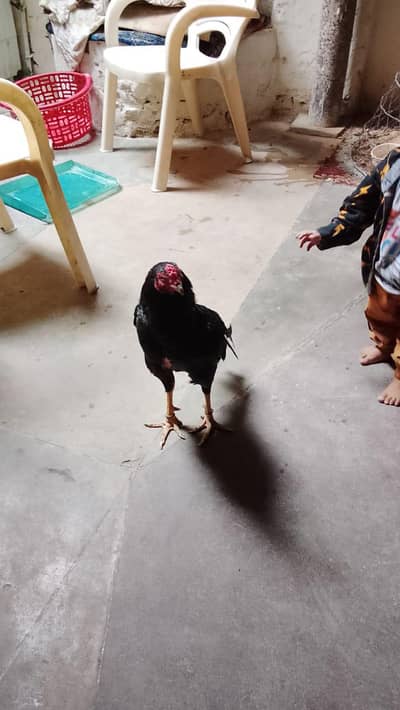 aseel for sale