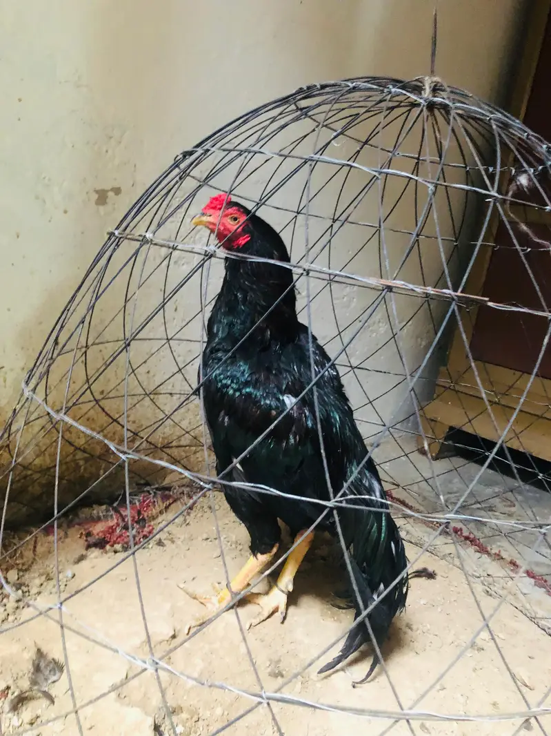aseel for sale — photo 3