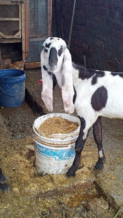 Top Quality Female Path Bakri