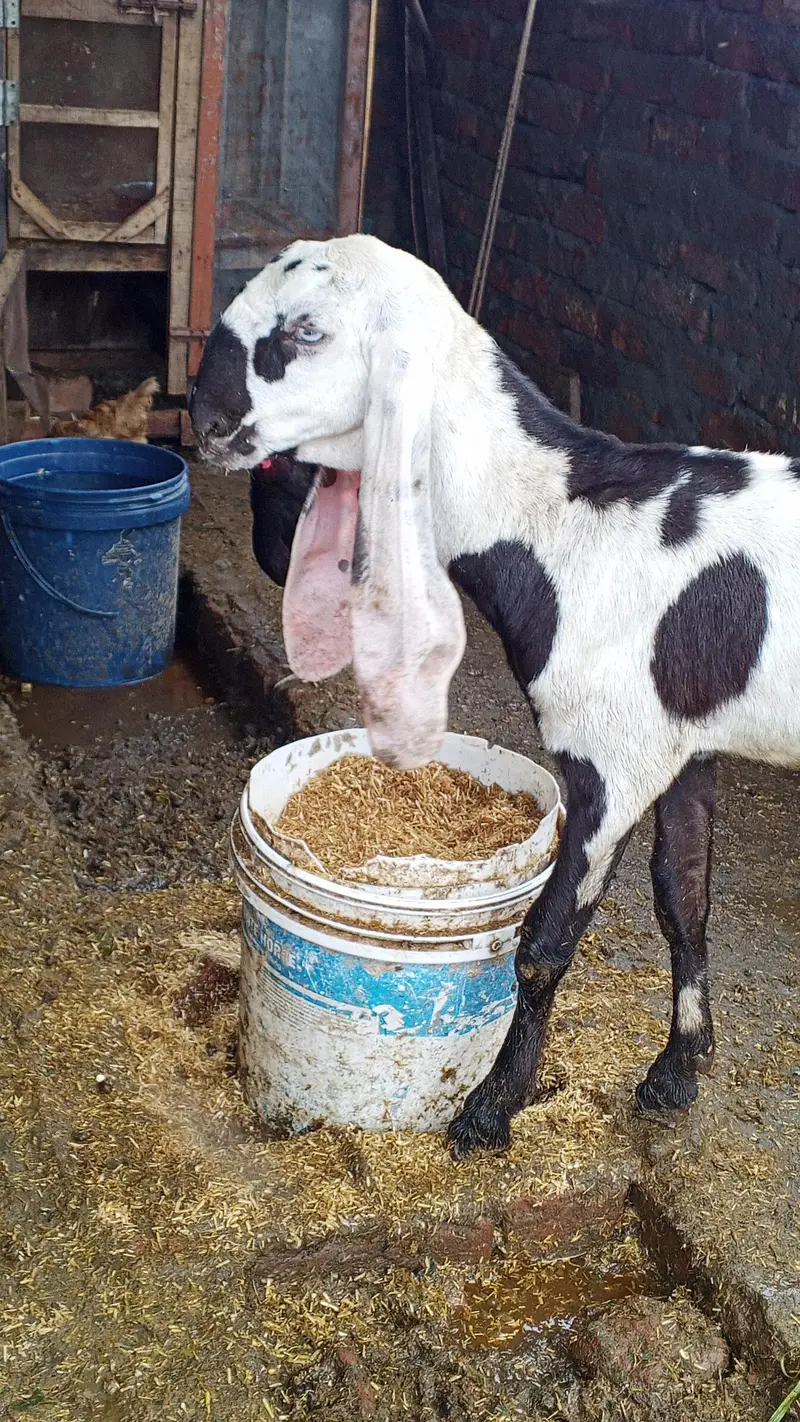 Top Quality Female Path Bakri — photo 2