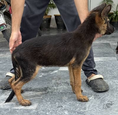 German shepherd/Stock Coat/ Quality Pup/ Male/ Non pedigreed