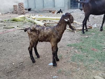 Beetal Goat with Male n female
