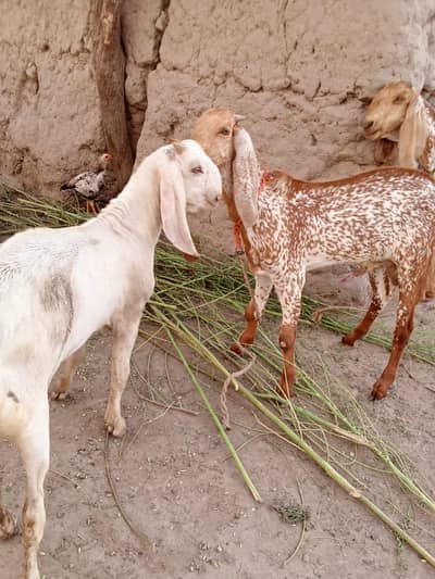 2 Beautiful Male Goats – White & Makhi Cheena | Healthy & Home Raised