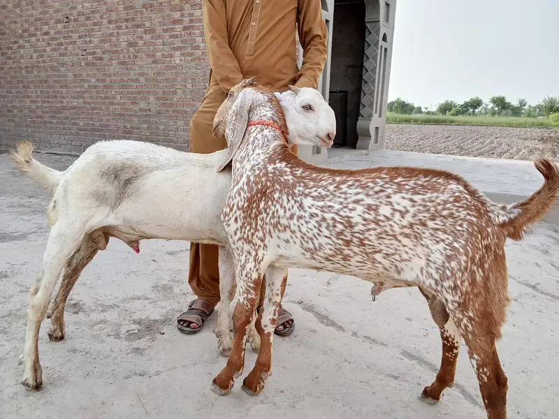 2 Beautiful Male Goats – White & Makhi Cheena | Healthy & Home Raised — photo 2
