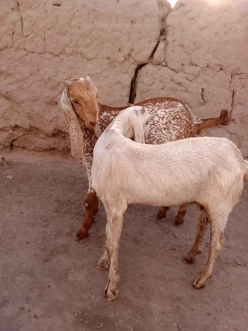 2 Beautiful Male Goats – White & Makhi Cheena | Healthy & Home Raised — photo 3