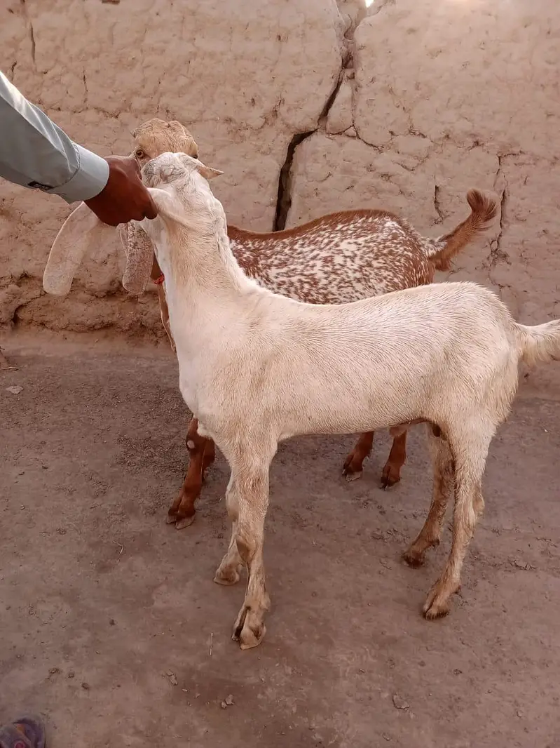 2 Beautiful Male Goats – White & Makhi Cheena | Healthy & Home Raised — photo 4