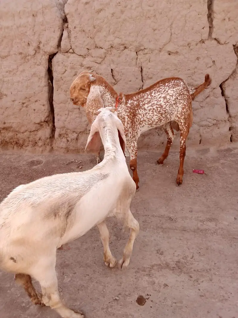 2 Beautiful Male Goats – White & Makhi Cheena | Healthy & Home Raised — photo 5