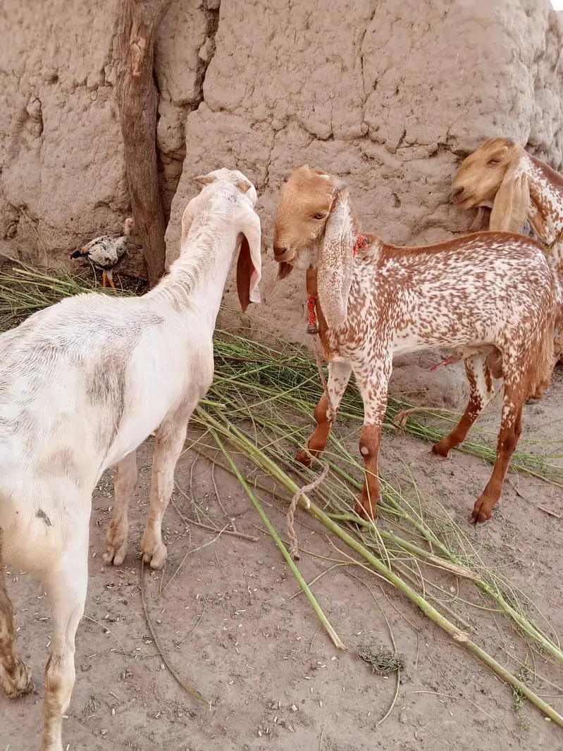 2 Beautiful Male Goats – White & Makhi Cheena | Healthy & Home Raised — photo 6
