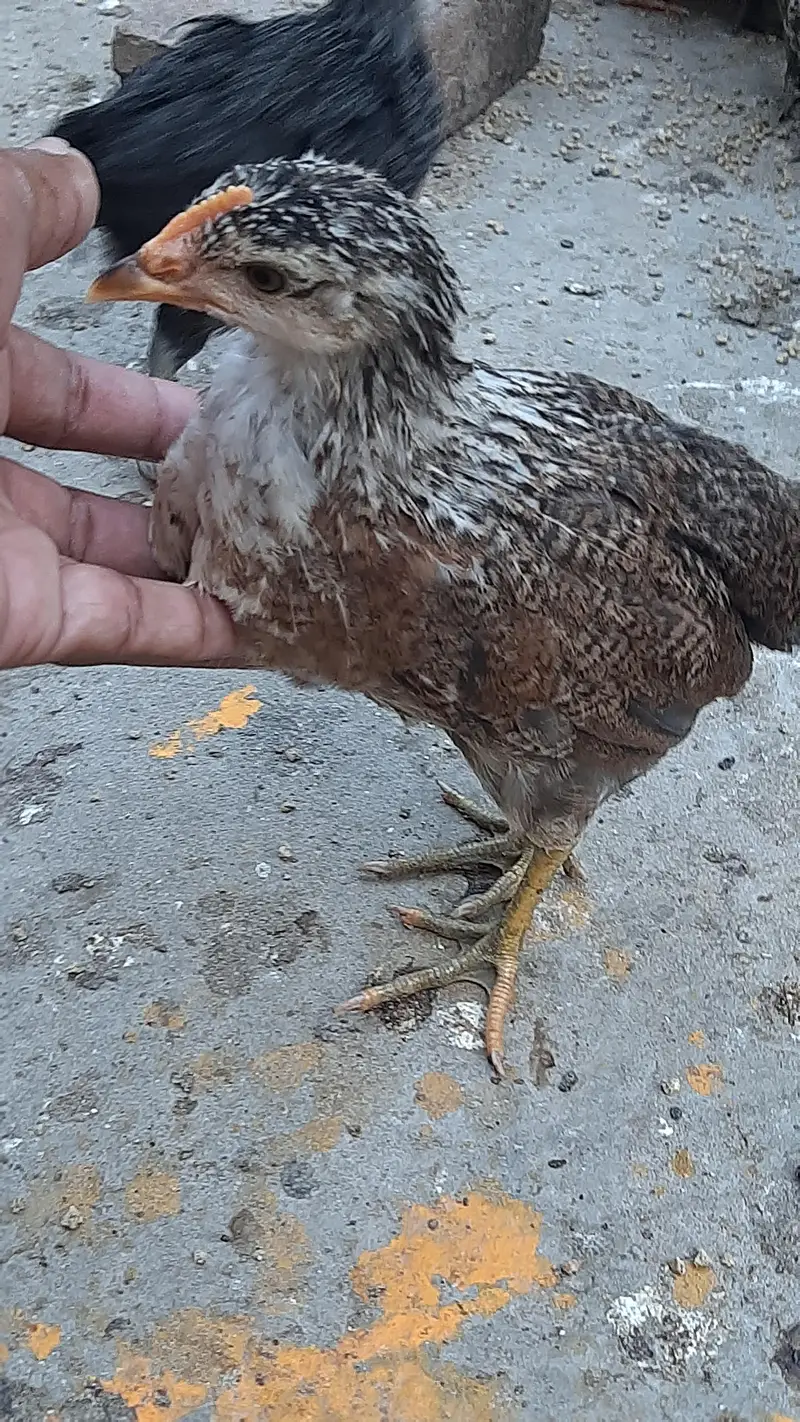 Golden misri chozy — photo 2