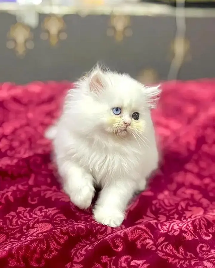 (Persian female kitten) (for sale all) (Pakistan delivery available) — photo 2