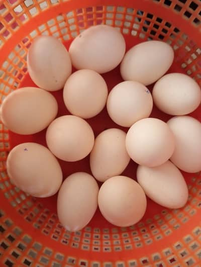 Golden+black+white+Gray Heavy buff egg forsale