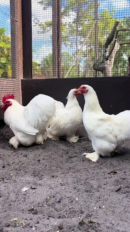 Golden+black+white+Gray Heavy buff egg forsale — photo 2