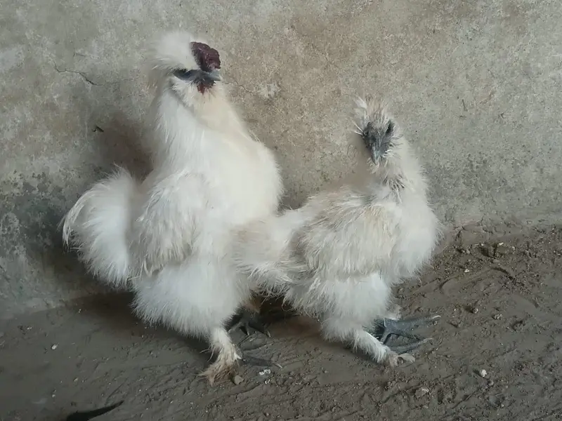 Golden+black+white+Gray Heavy buff egg forsale — photo 3