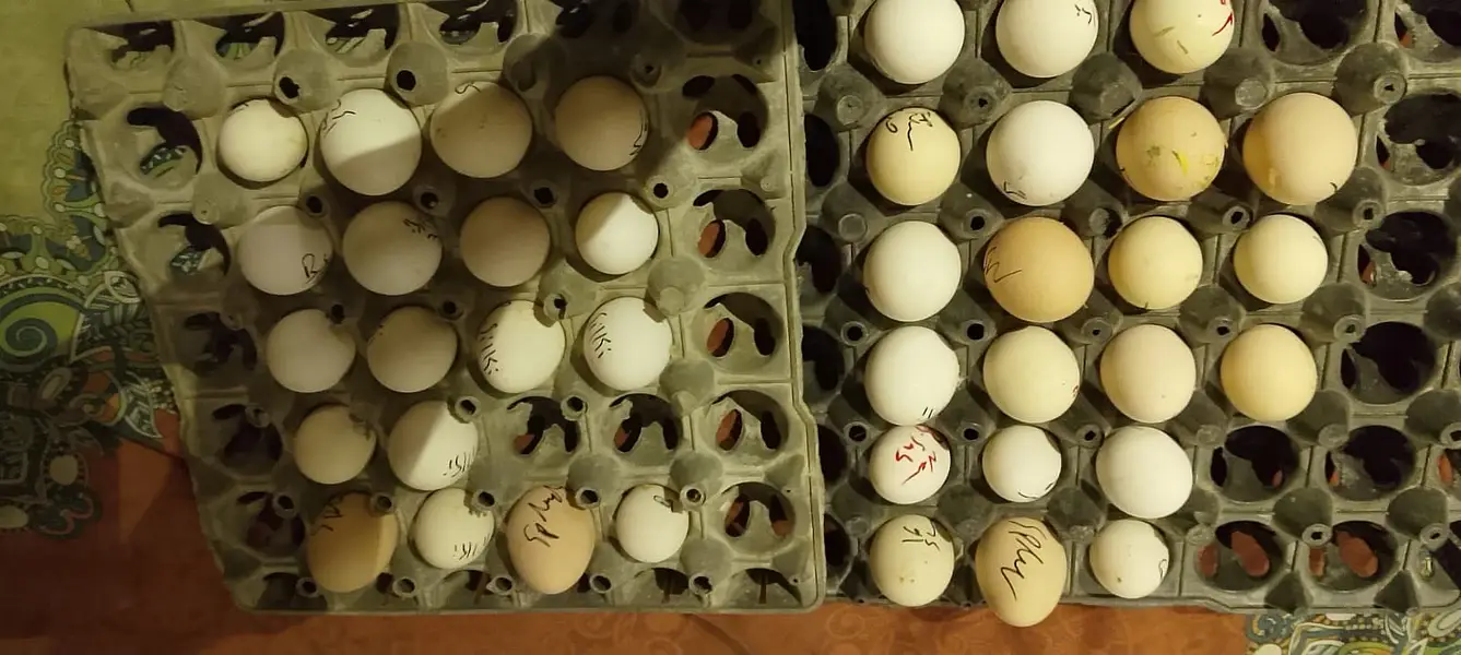 Golden+black+white+Gray Heavy buff egg forsale — photo 4