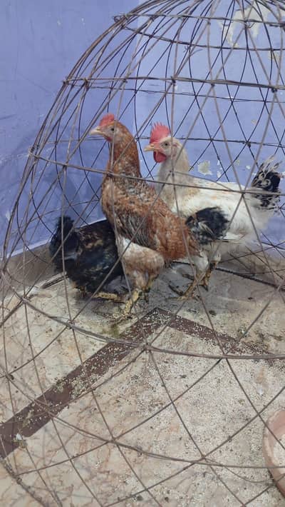 Hens for sale