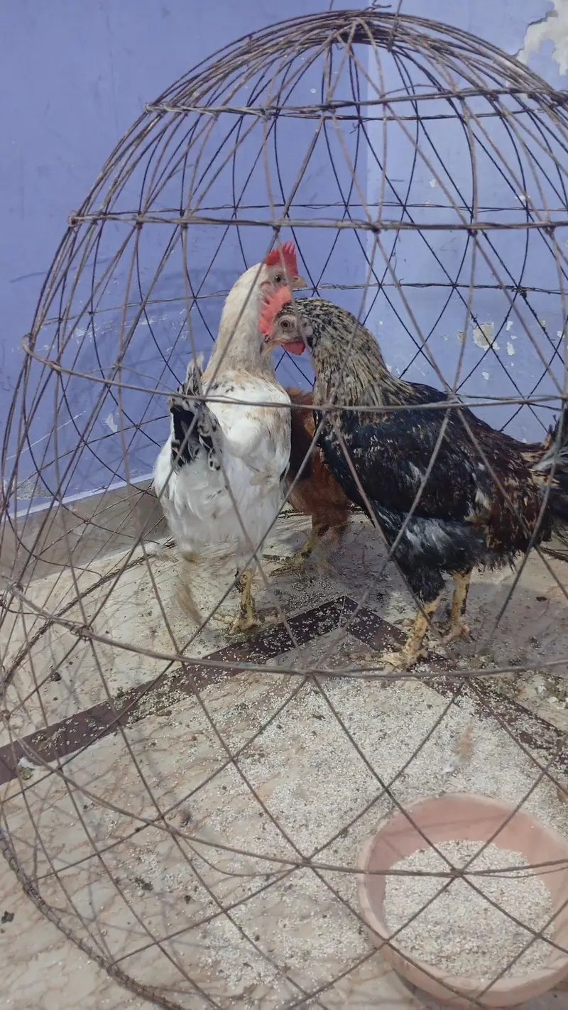 Hens for sale — photo 2