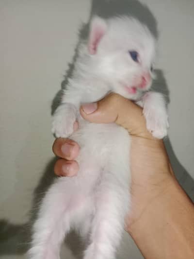 persion cat babys blue  eyes