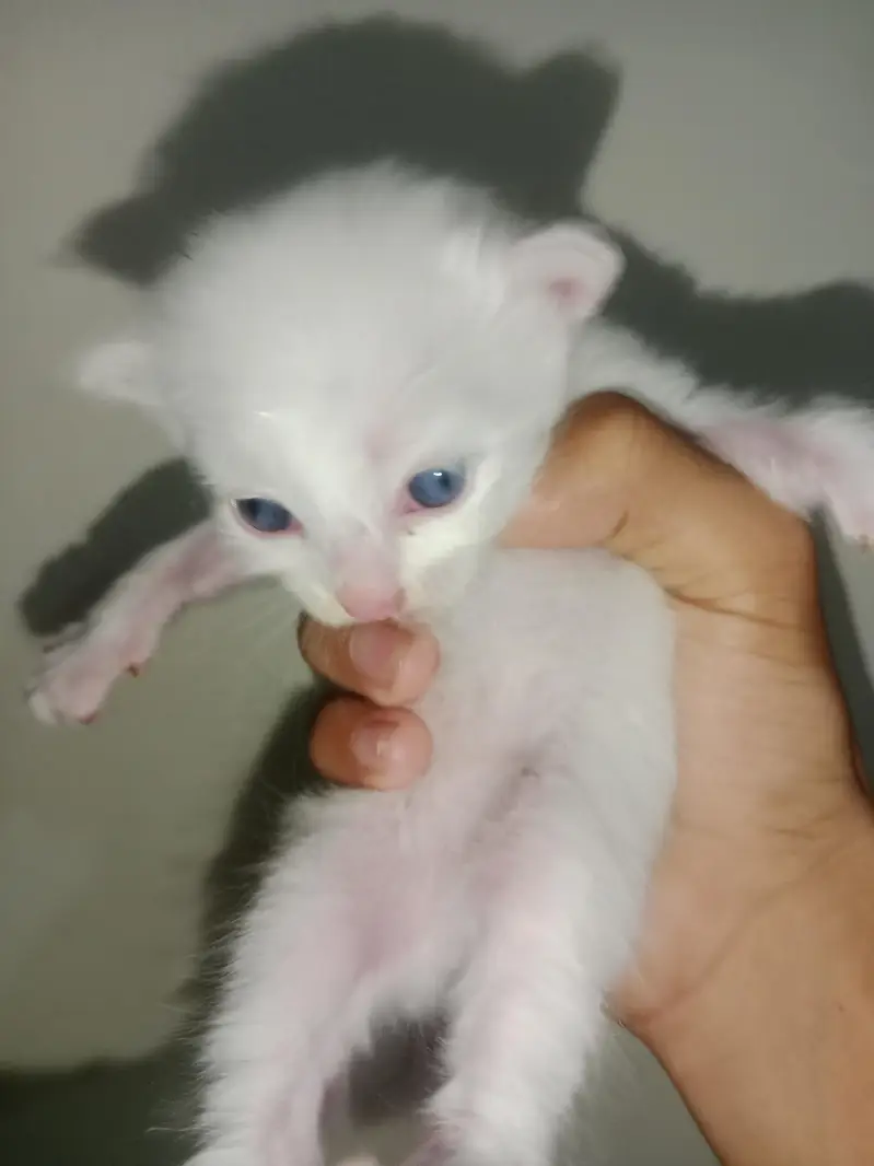 persion cat babys blue  eyes — photo 2