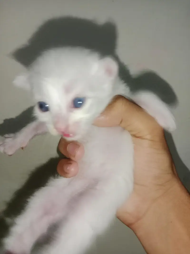 persion cat babys blue  eyes — photo 3