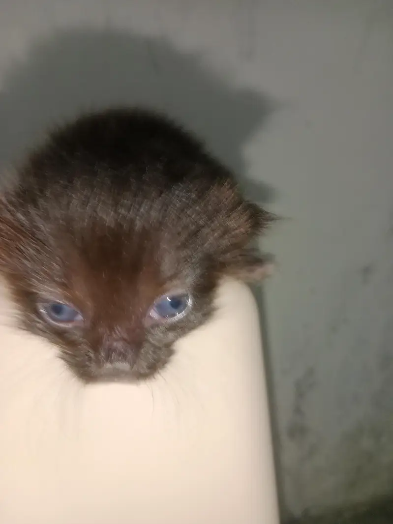 persion cat babys blue  eyes — photo 4