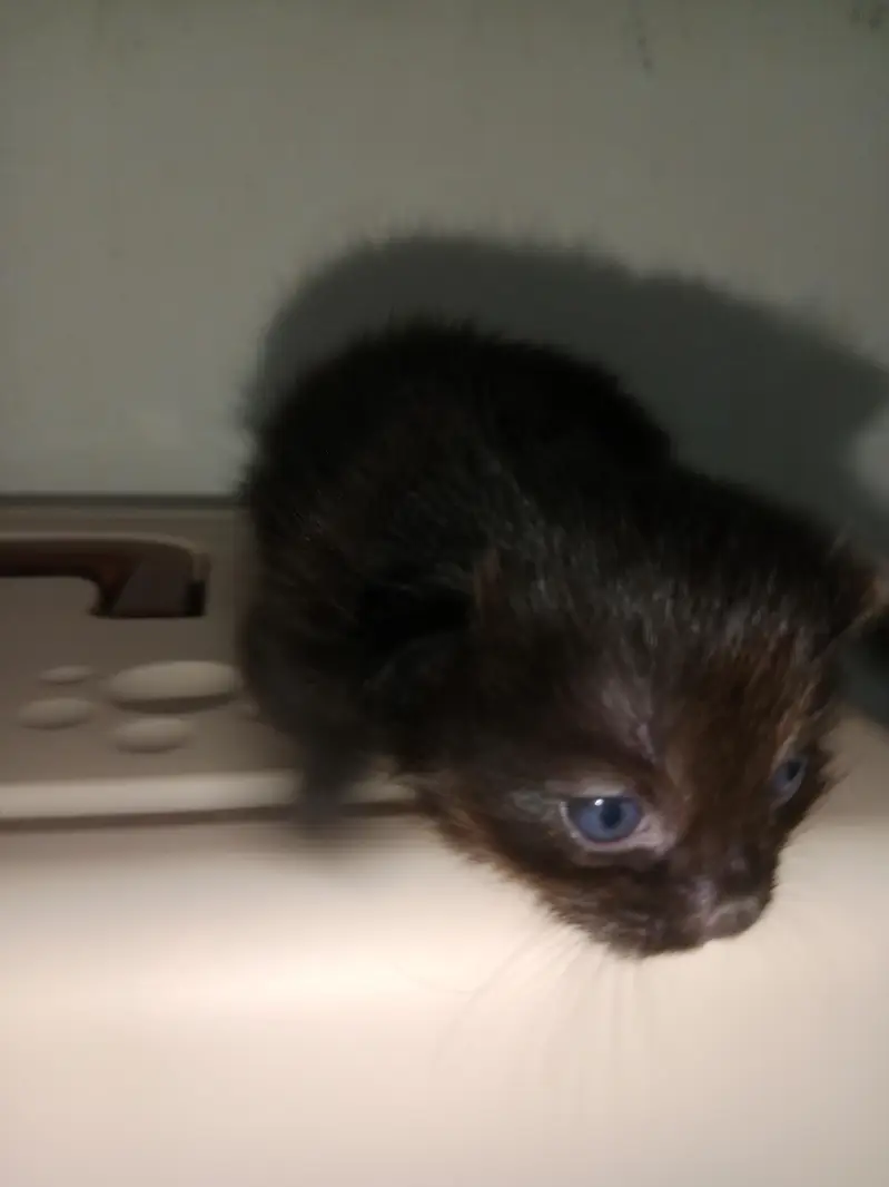 persion cat babys blue  eyes — photo 5