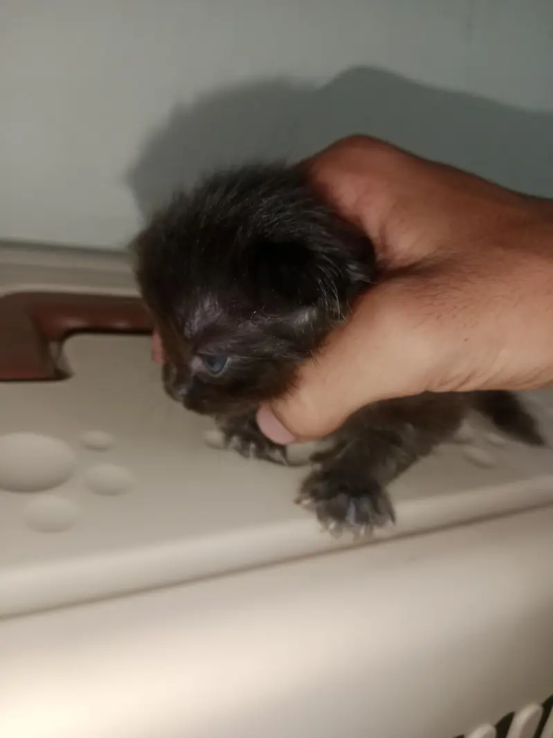 persion cat babys blue  eyes — photo 6
