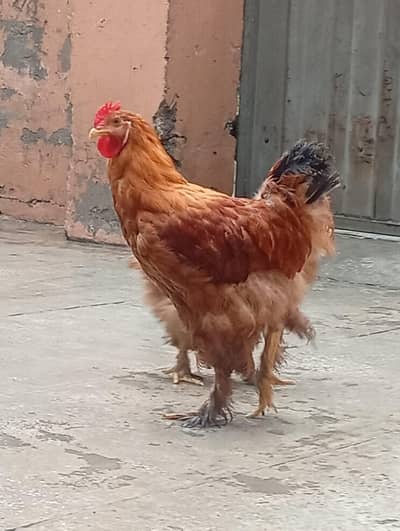 golden buff and white buff heritage chicks for sale.