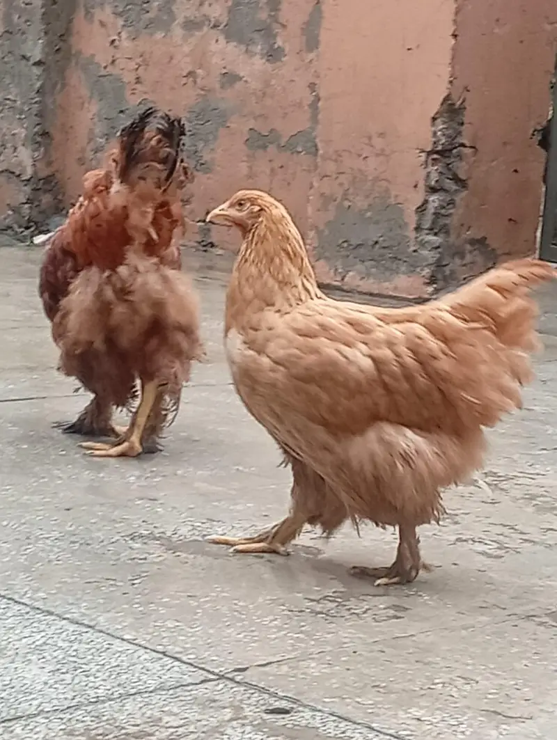 golden buff and white buff heritage chicks for sale. — photo 4
