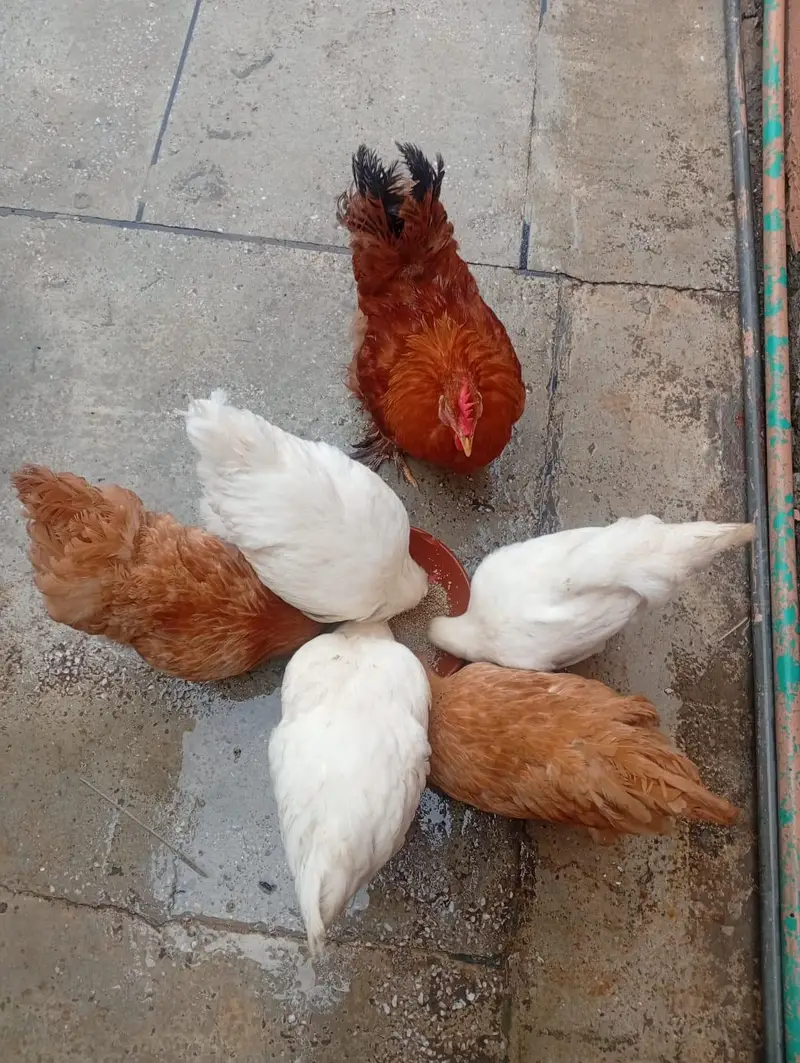 golden buff and white buff heritage chicks for sale. — photo 7