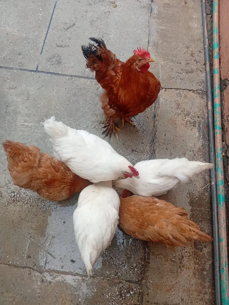 golden buff and white buff heritage chicks for sale. — photo 9