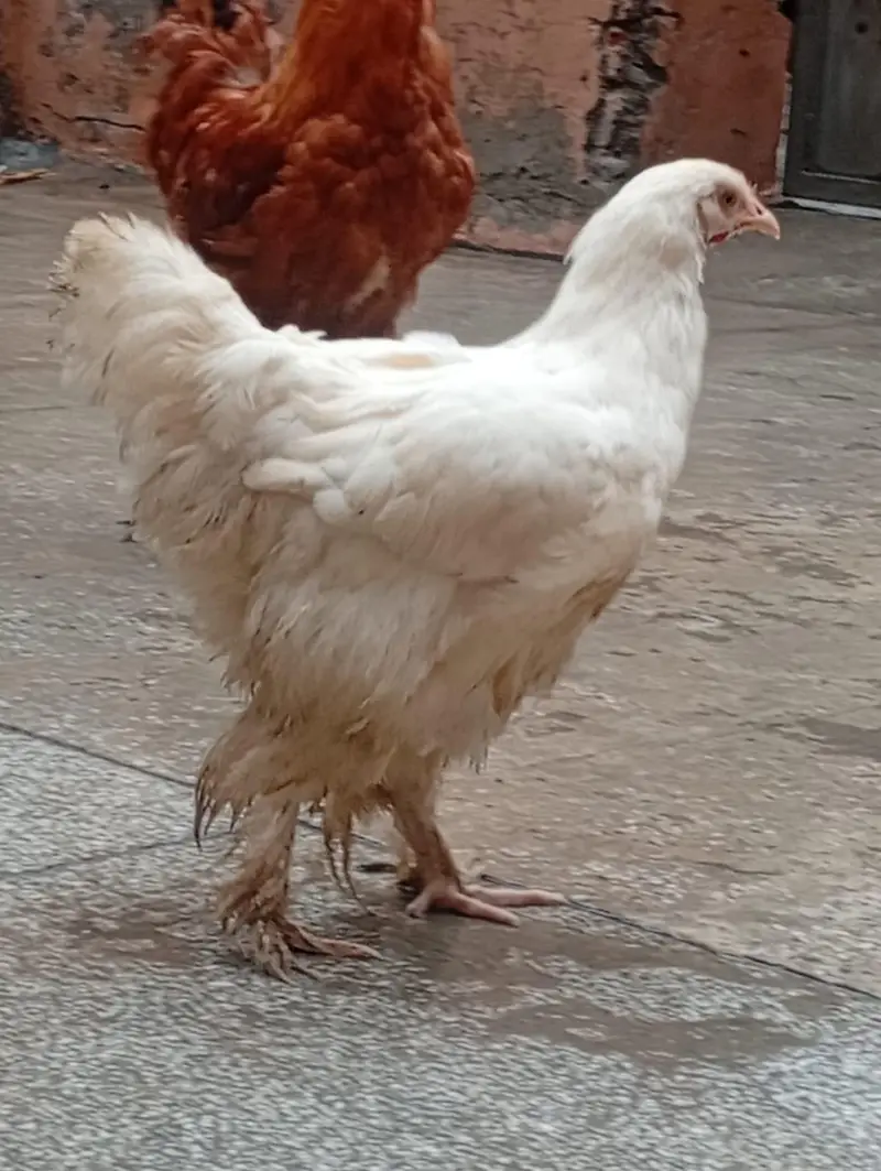 golden buff and white buff heritage chicks for sale. — photo 10