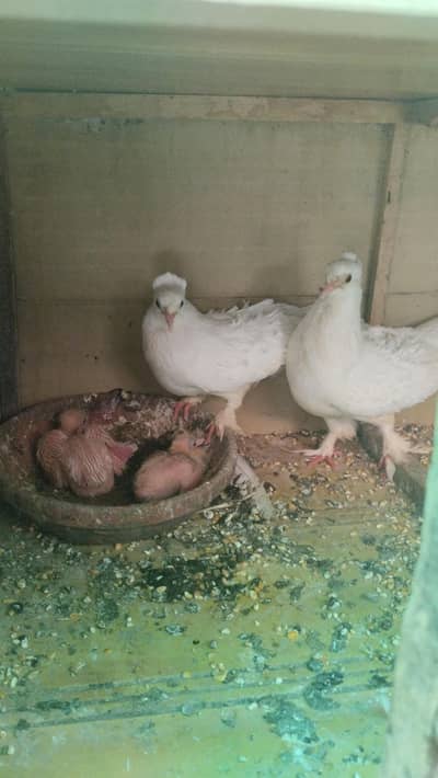 Birds for sale