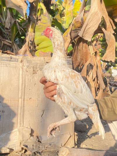 aseel madian for sale