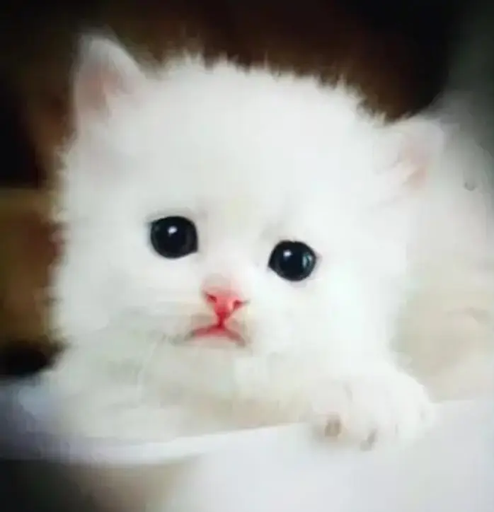(Persian female kitten) (for sale all) (Pakistan delivery available) — photo 2