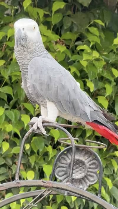 African grey parrot male. + cage