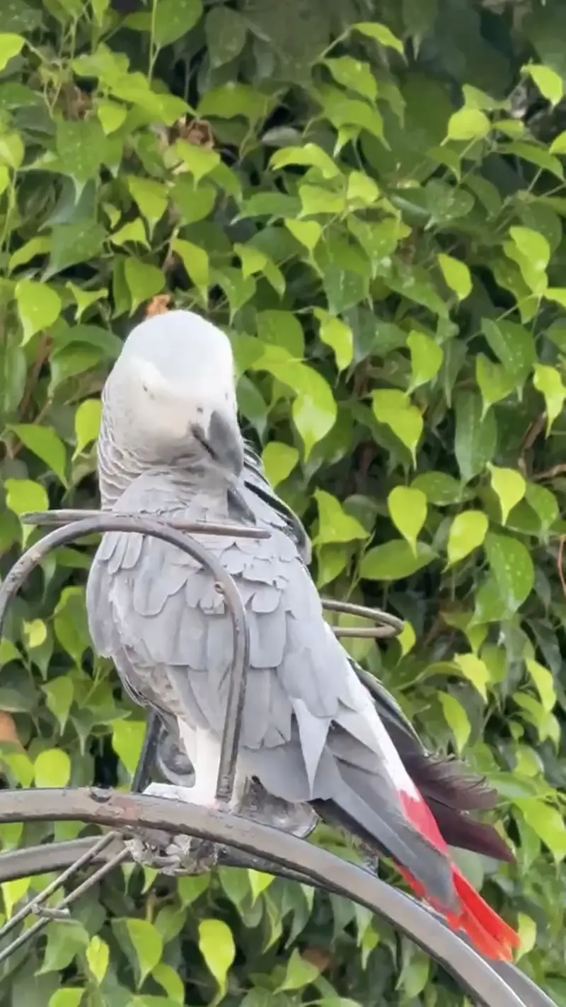 African grey parrot male. + cage — photo 2