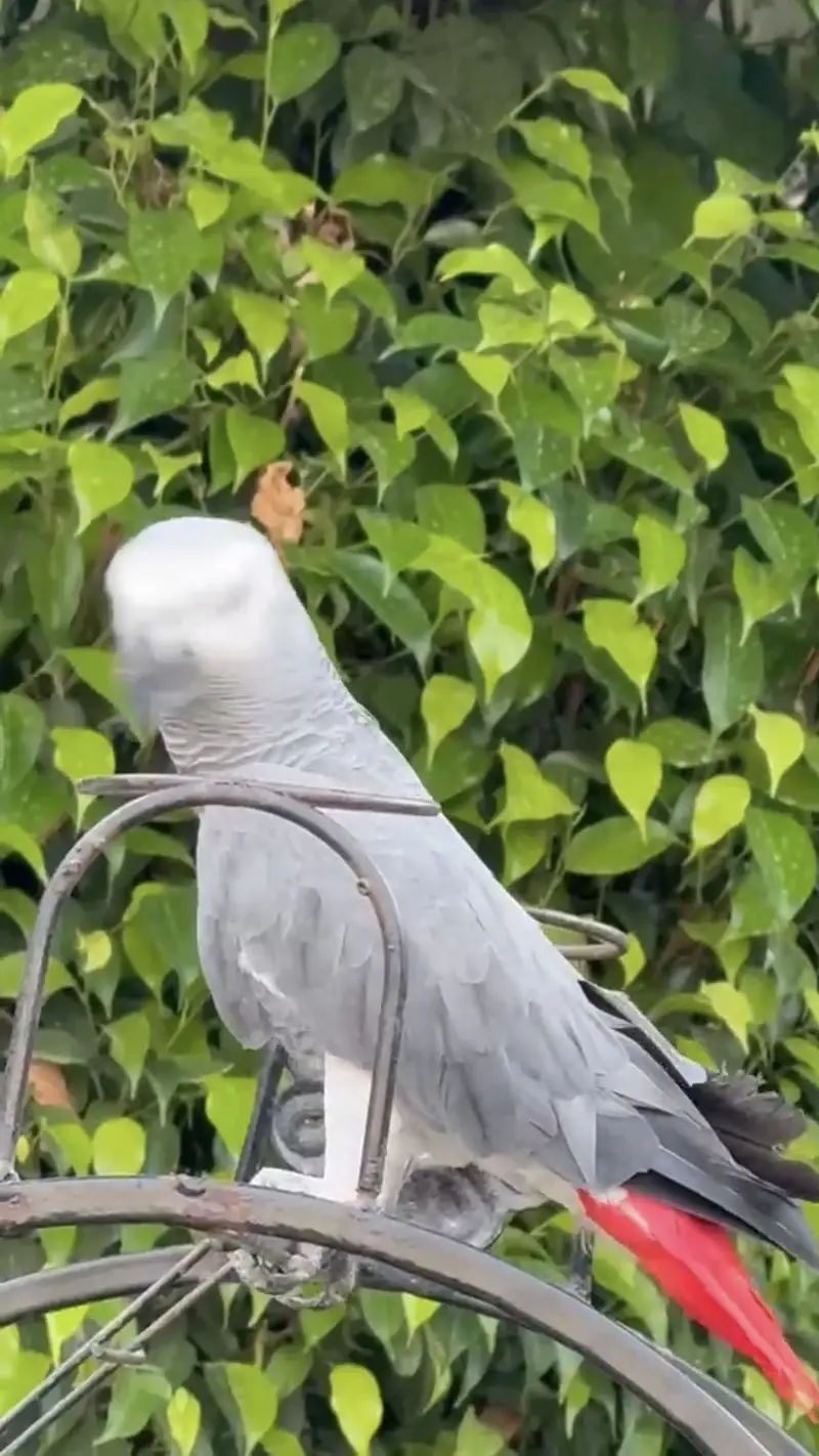 African grey parrot male. + cage — photo 3