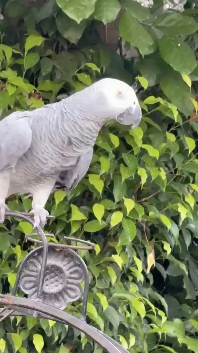 African grey parrot male. + cage — photo 4
