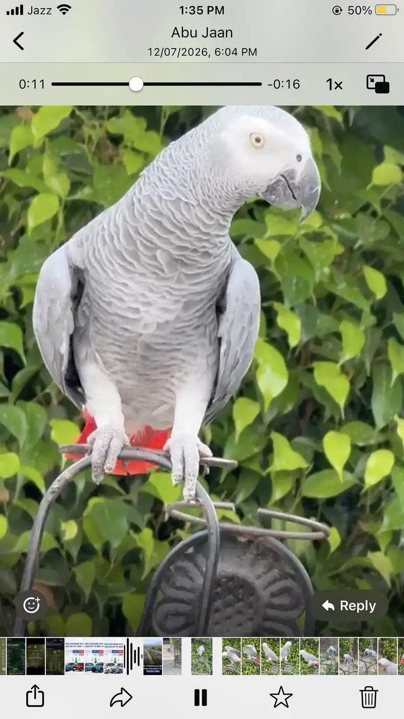 African grey parrot male. + cage — photo 5