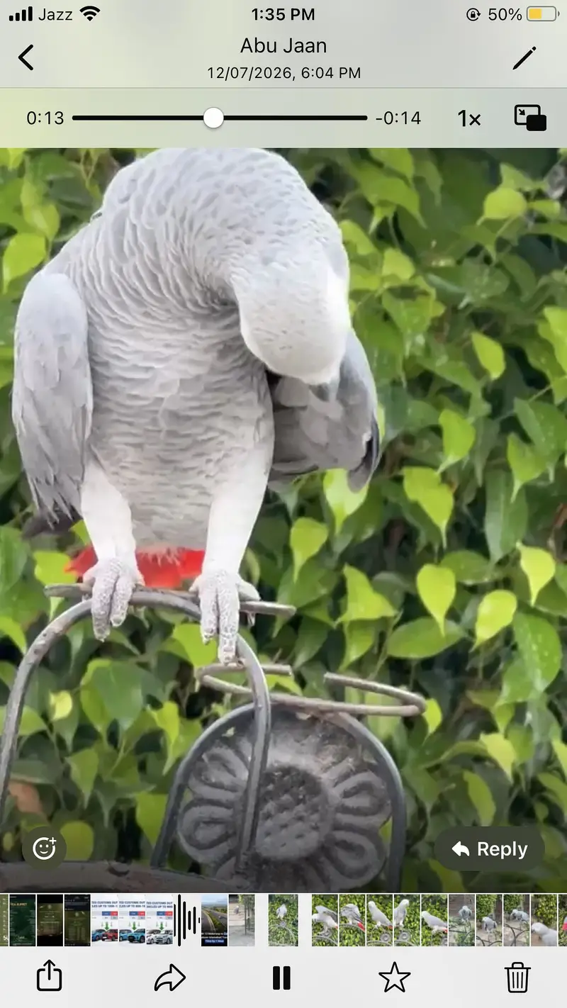 African grey parrot male. + cage — photo 6