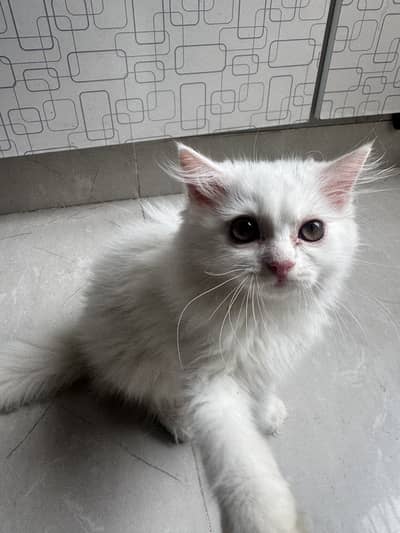 Persian triple coated kitten