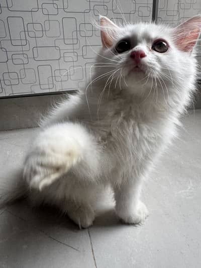 Persian triple coated kitten